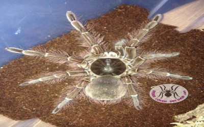 Theraphosa Blondi Male Juvie Tarantula